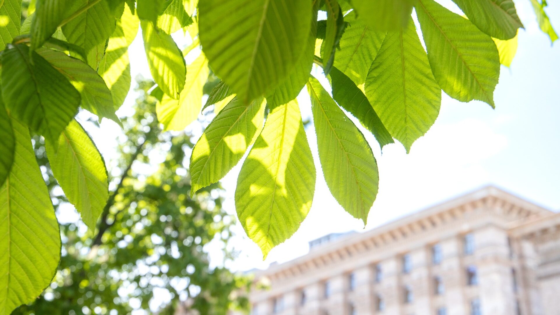 Каштан у центрі Києва