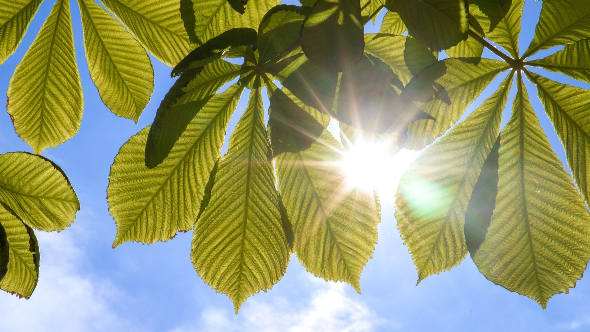 Каштан у центрі Києва