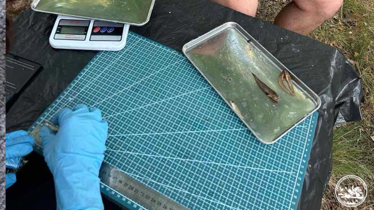 У Чорнобильському заповіднику виявили 19 видів риб: інвазійних майже немає