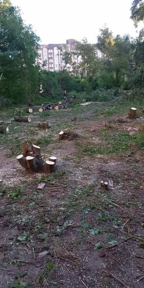 Совські ставки: депутатка заявила про незаконну вирубку 46 дерев на землі УТОС