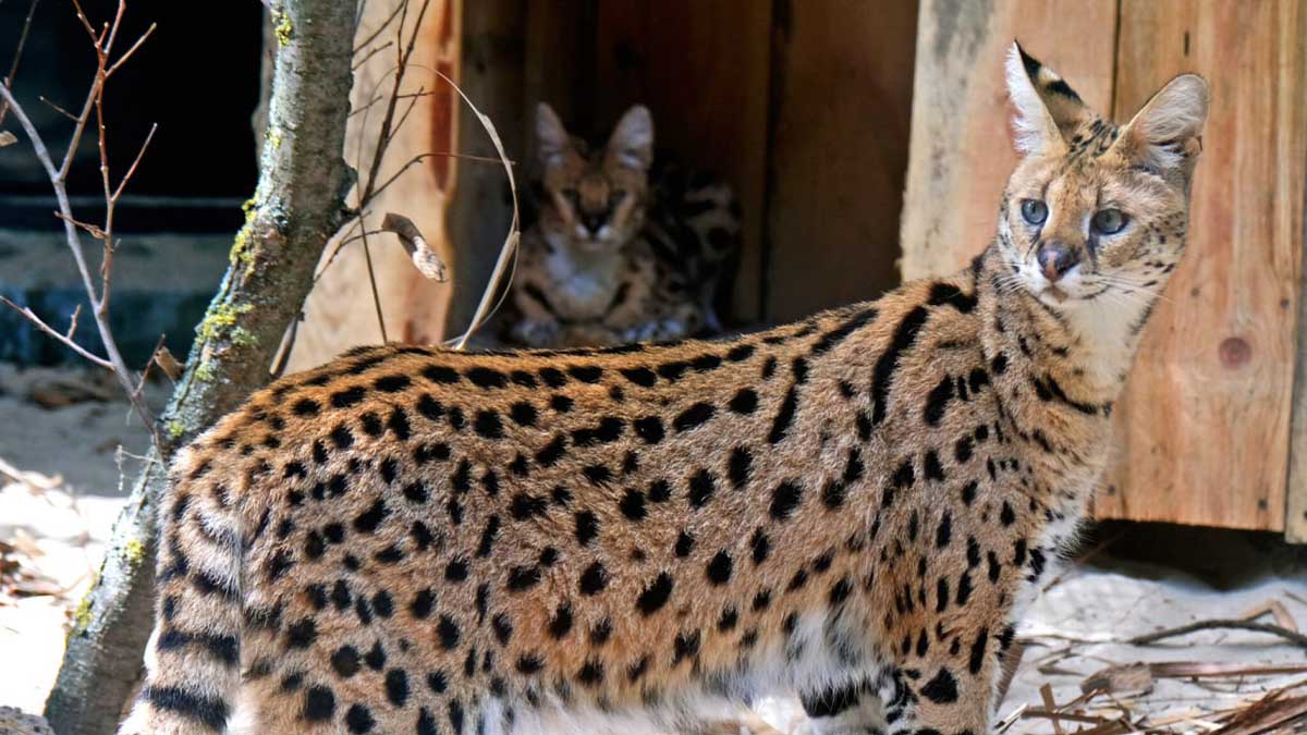 У КиївЗоо облаштували нову оселю для врятованих сервалів із Донеччини