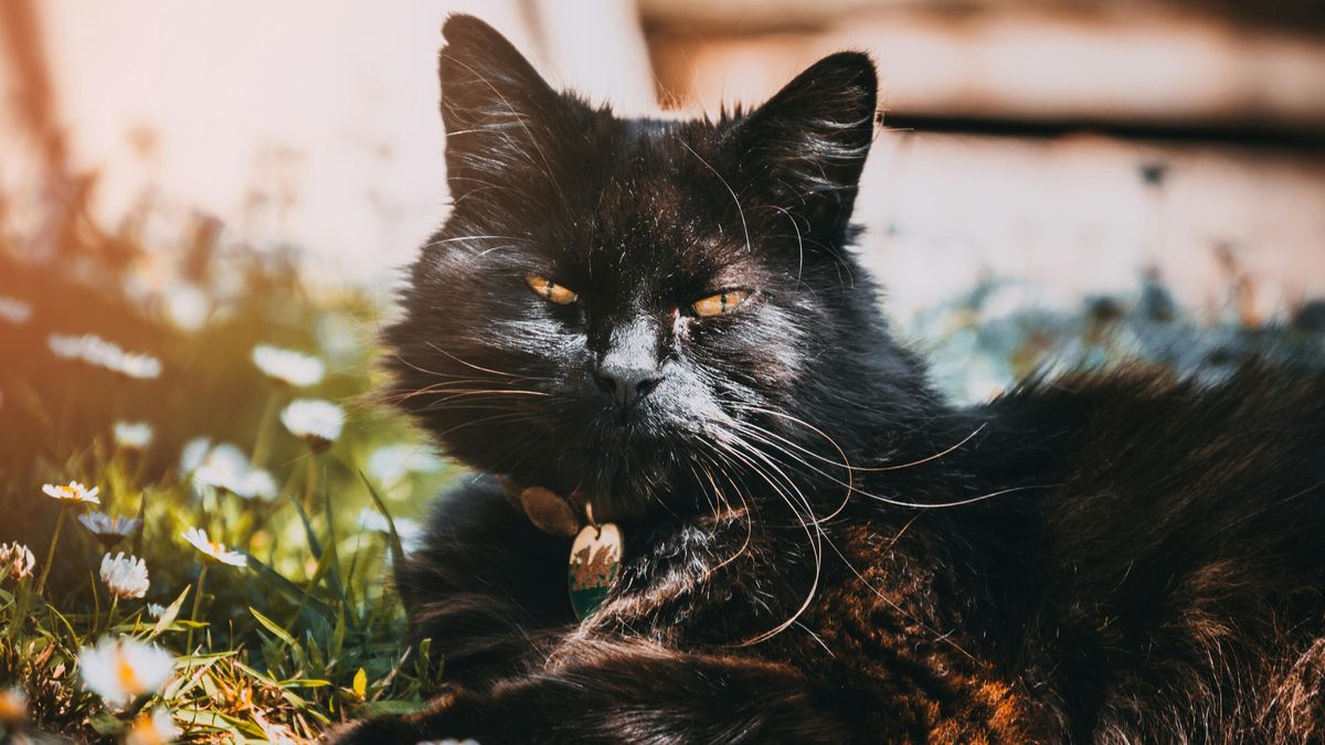 Красива чорна кішка, яка відпочиває на траві