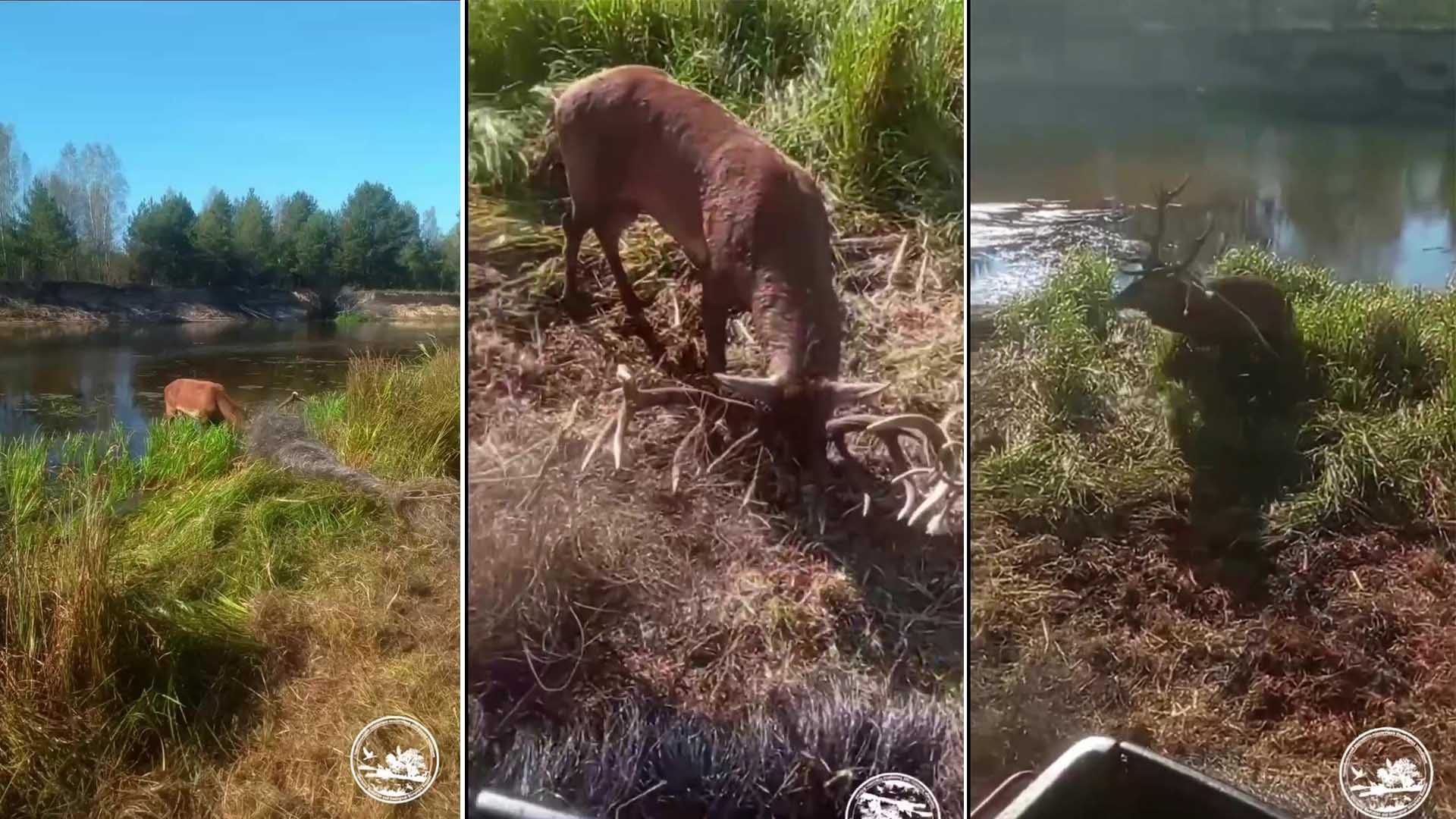 Звільнення оленя який потрапив в пастку