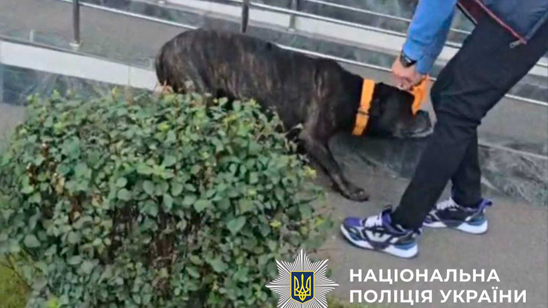 Велика чорна собака поважного віку, яку бив господар