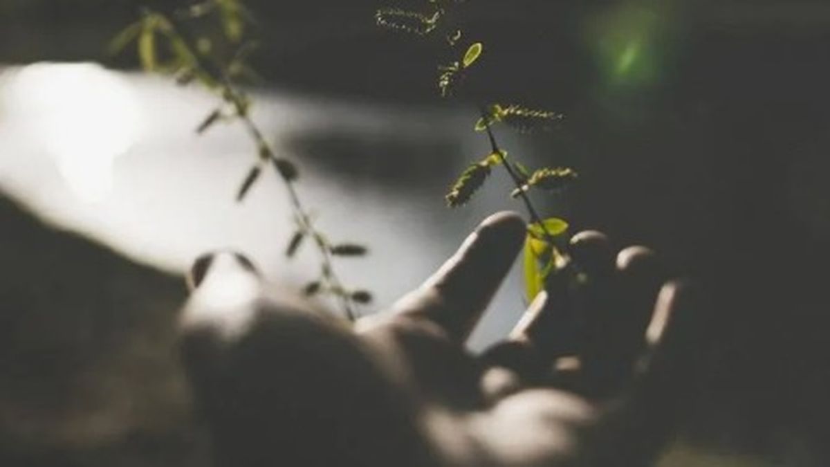Людська долоня простягнута до маленької зеленої гілочки з листям і бруньками