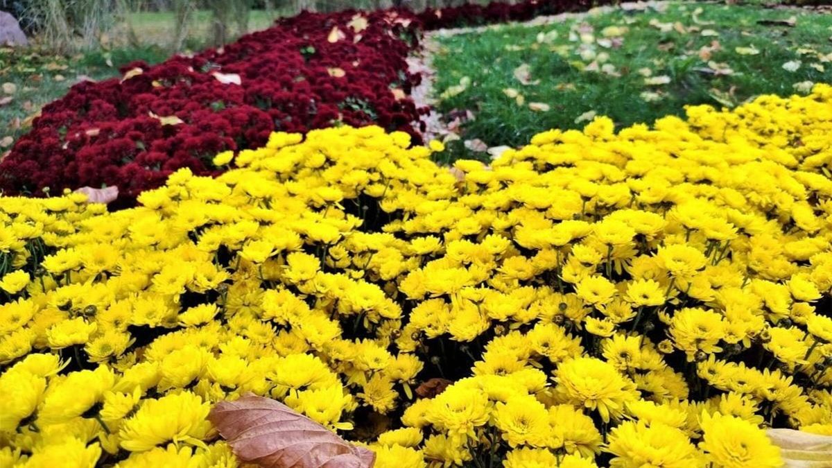 Клумба з жовтими та червоними хризантемами, висадженими у вигляді кольорових хвиль