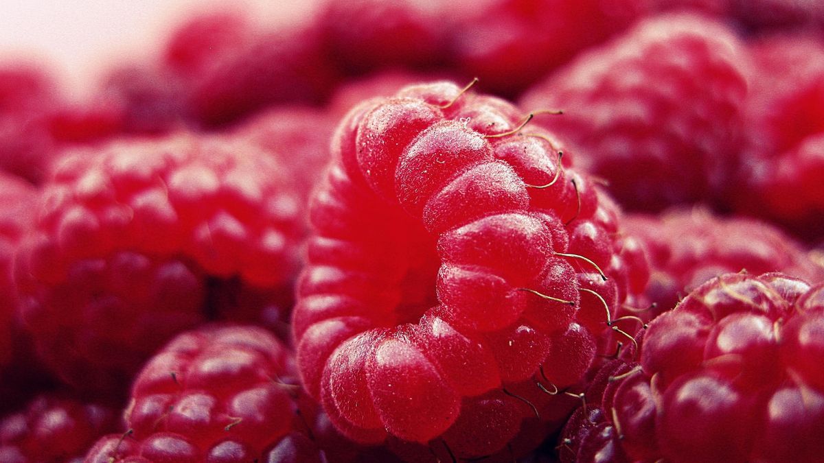 Крупний план малини: яскраво-червоні ягоди з дрібними ворсинками та тонкими плодоніжками