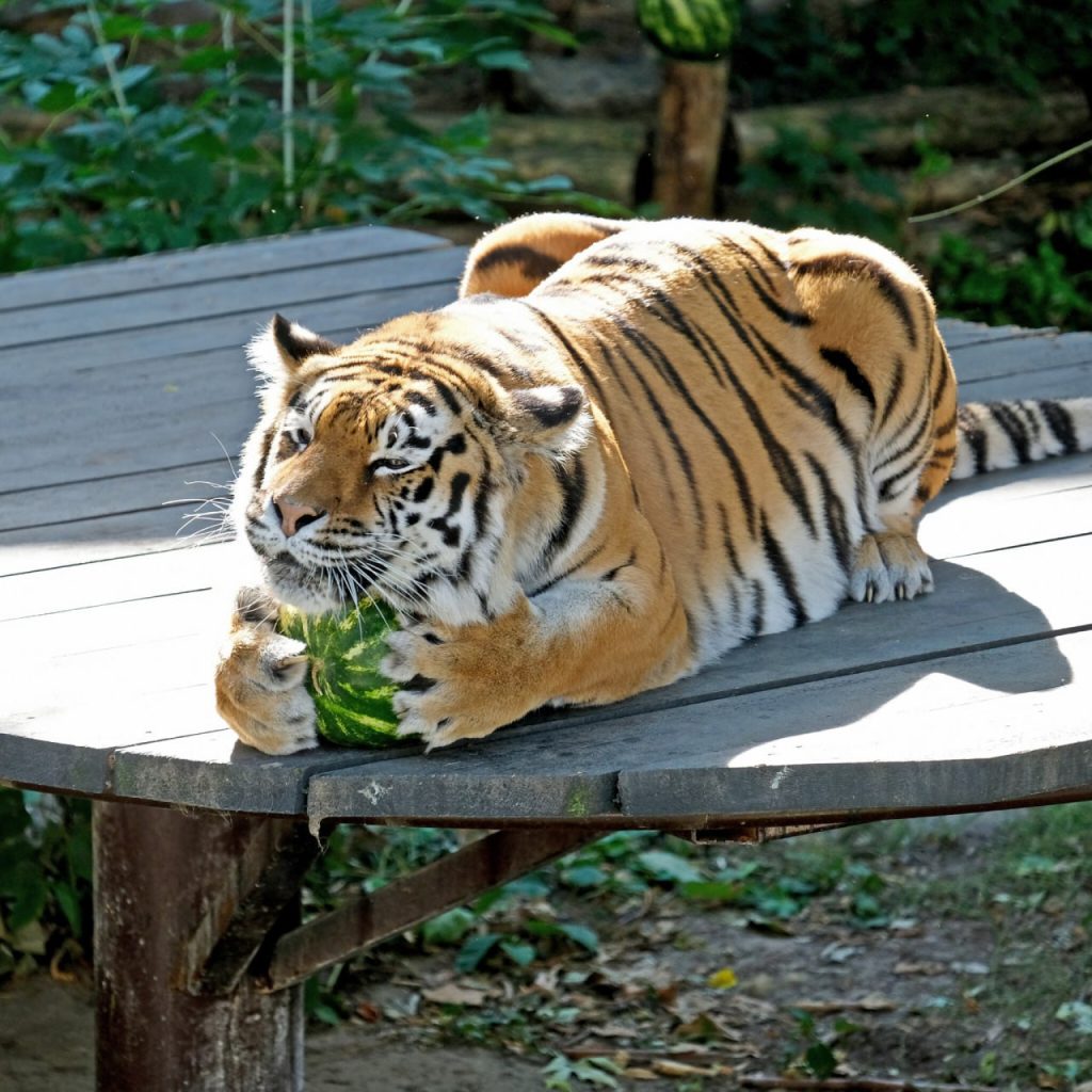 Кавуновий вікенд у КиївЗоо: показові годування левів, тигрів, ведмедів та єнотів