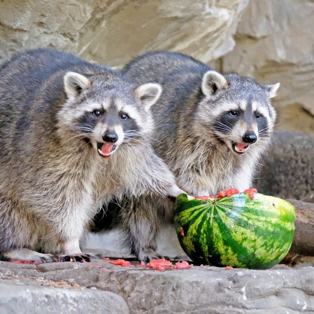 Кавуновий вікенд у КиївЗоо: показові годування левів, тигрів, ведмедів та єнотів