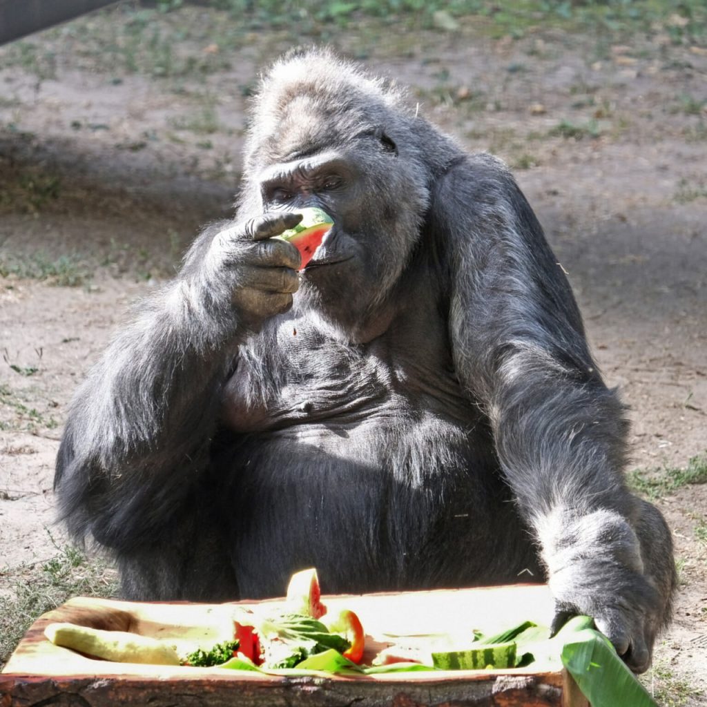 Кавуновий вікенд у КиївЗоо: показові годування левів, тигрів, ведмедів та єнотів