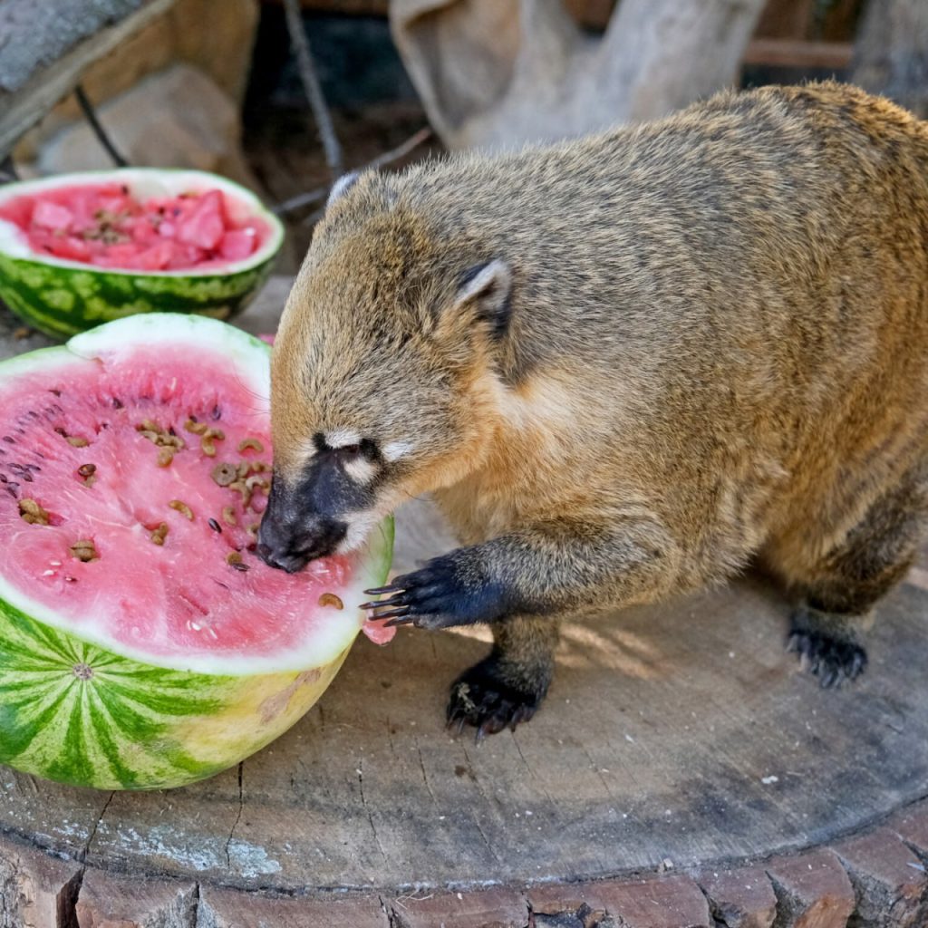 Кавуновий вікенд у КиївЗоо: показові годування левів, тигрів, ведмедів та єнотів