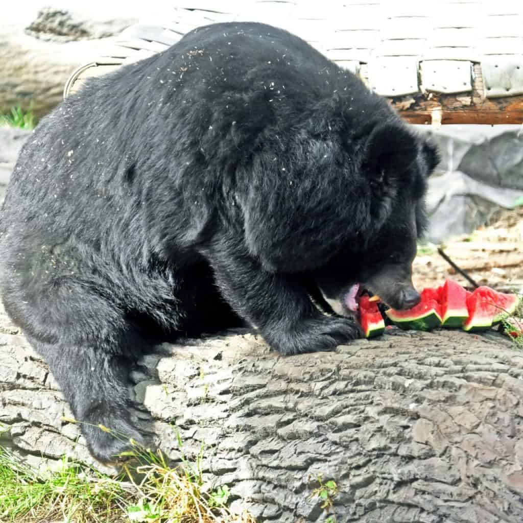 Кавуновий вікенд у КиївЗоо: показові годування левів, тигрів, ведмедів та єнотів