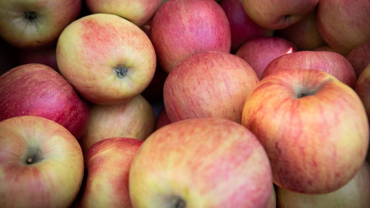 Близький план великої кількості свіжих яблук червоно-жовтого відтінку, складених разом