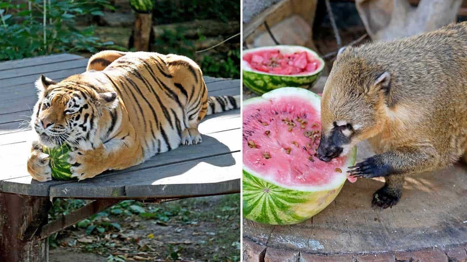 Тигр і єнот у Київському зоопарку, які їдять кавуни
