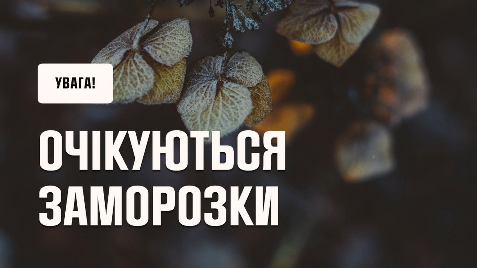 Листочки дерев, на яких зʼявився перший лід