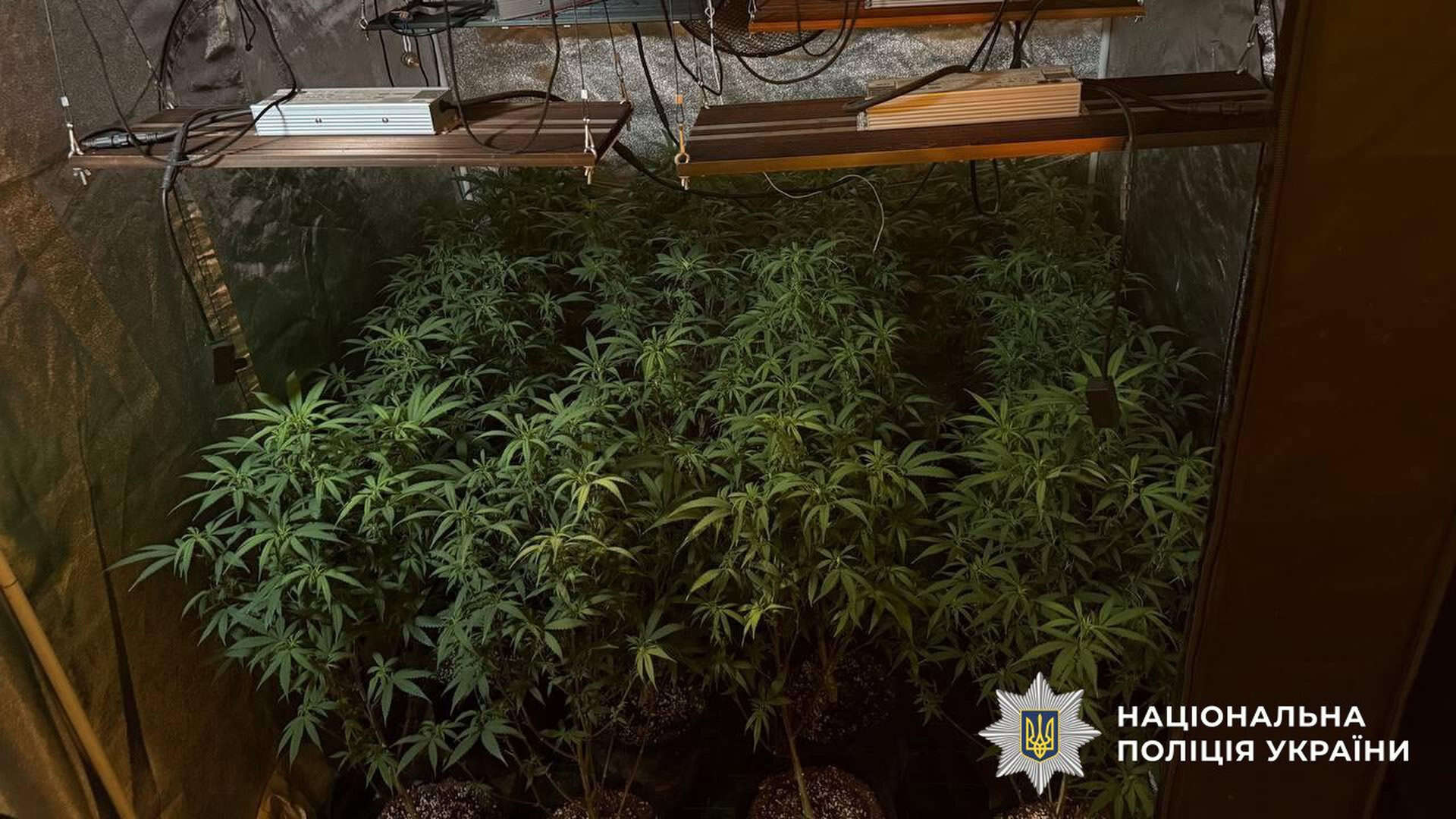 Канабіс росте в горщиках