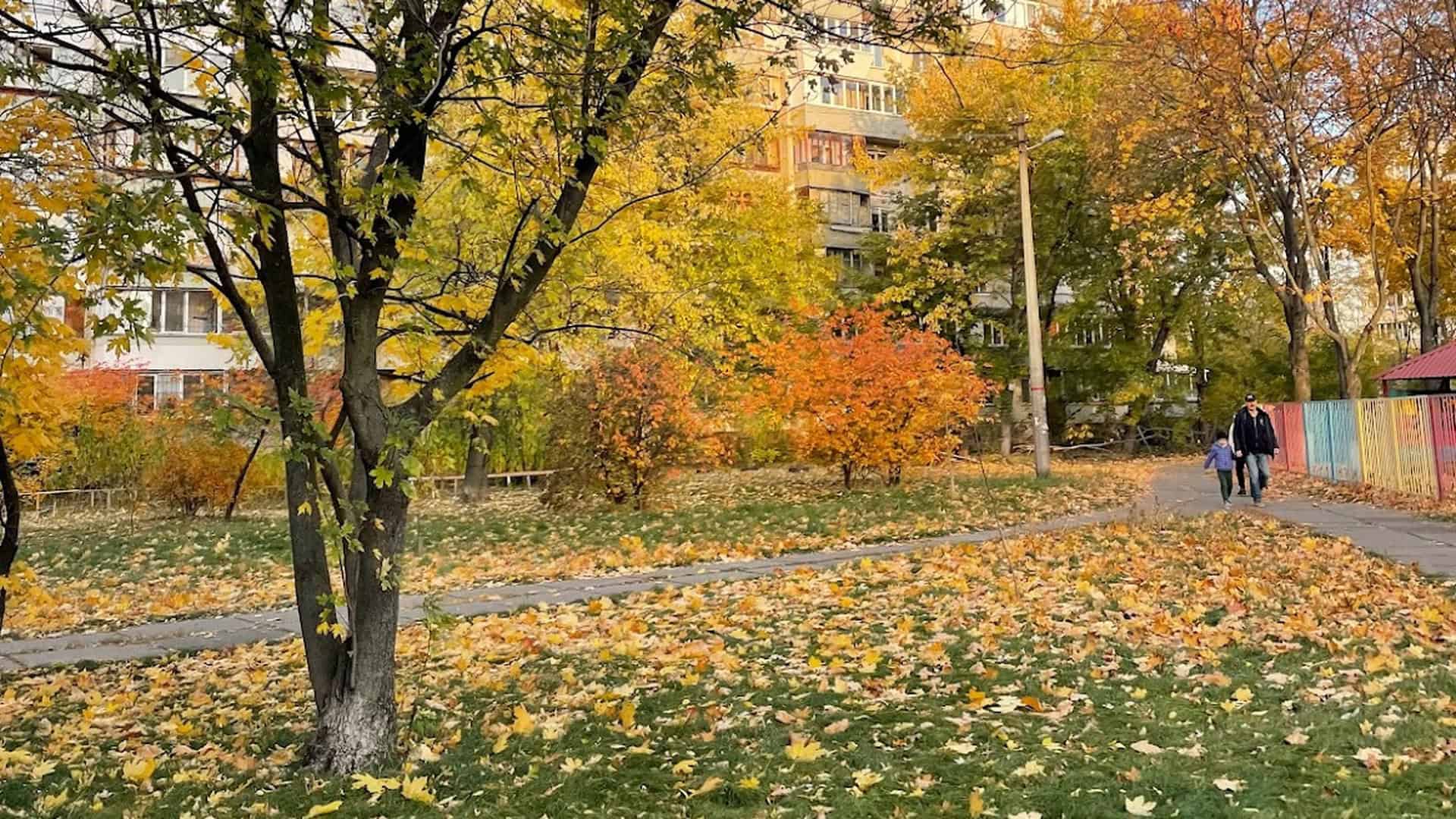 Красива жовта осінь в одному з мікрорайонів Києва, вся земля всипана жовтим листям