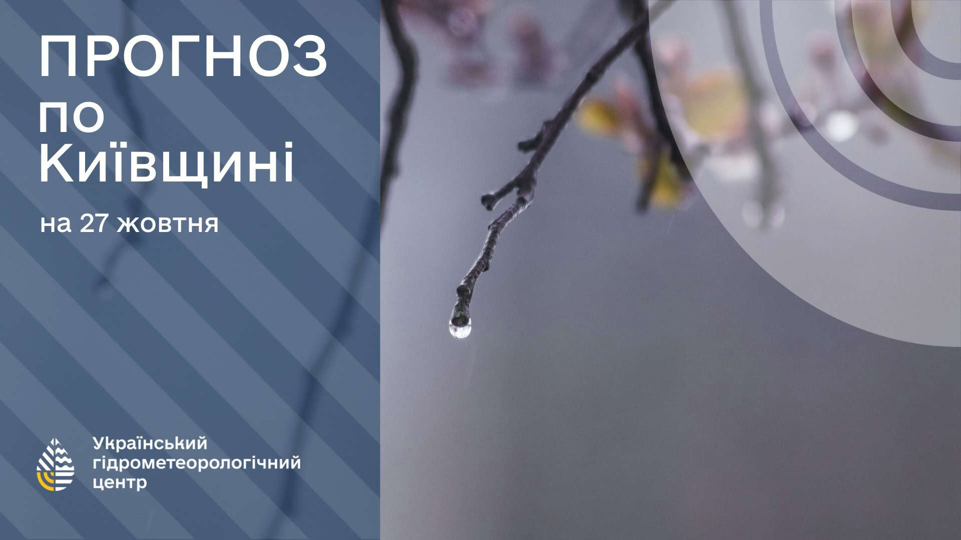Гілки без листя, з яких крапають крапельки дощу