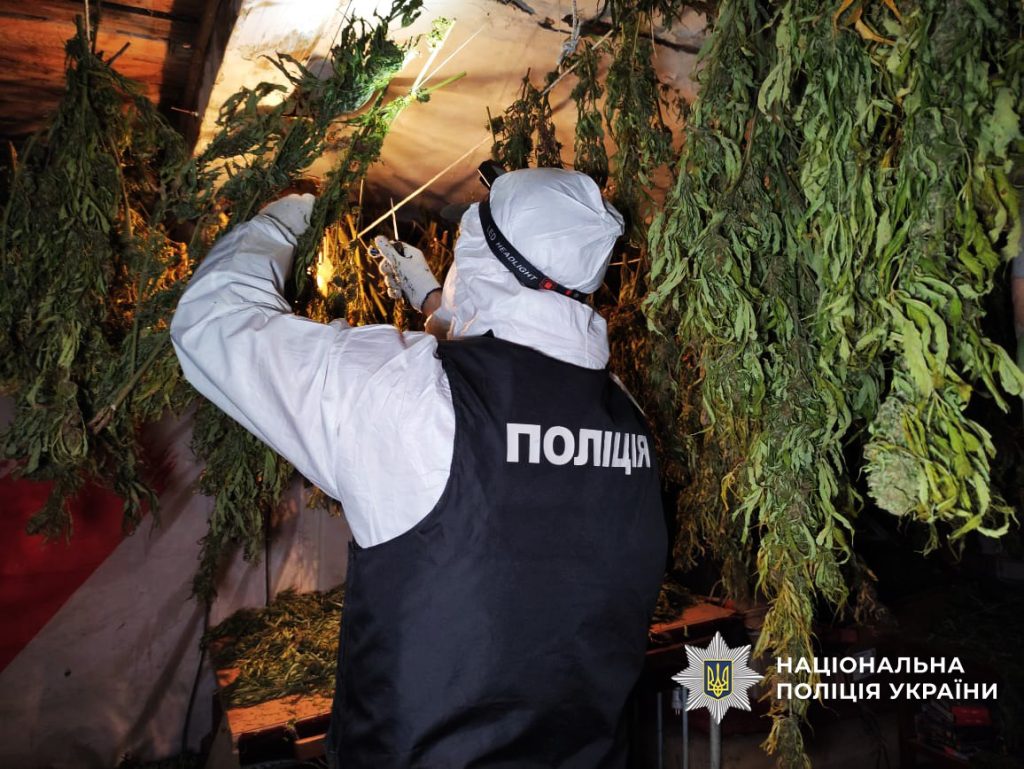 Приміщення з підвішеними для сушіння стеблами конопель, поліцейський у захисному костюмі проводить огляд