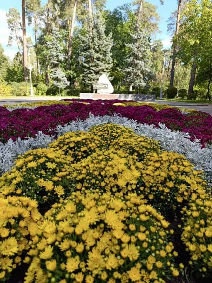 Клумба з яскравих хризантем біля меморіалу серед соснового парку
