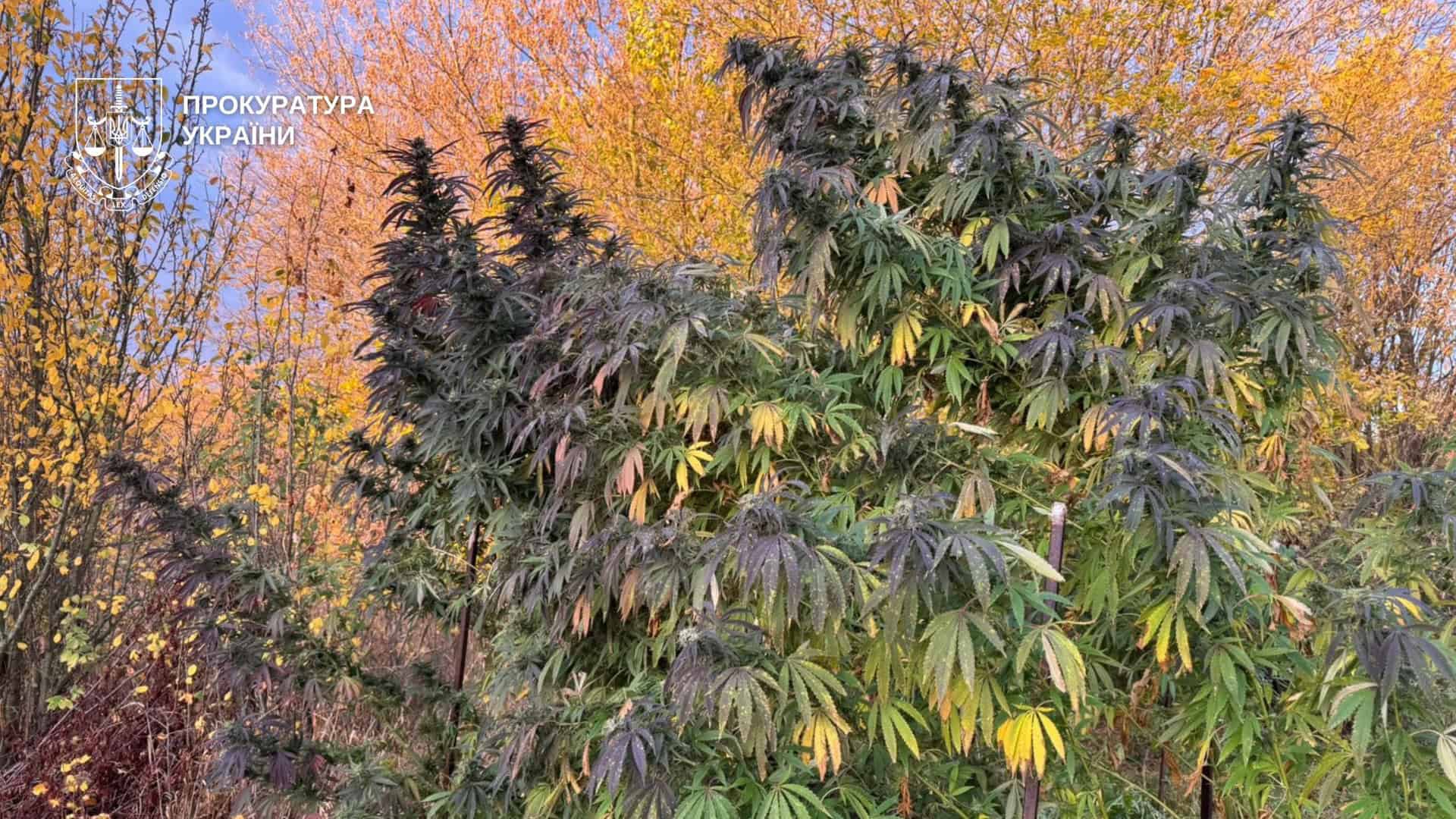 Кущі конопель, які ростуть на фоні красивого жовтого осіннього лісу