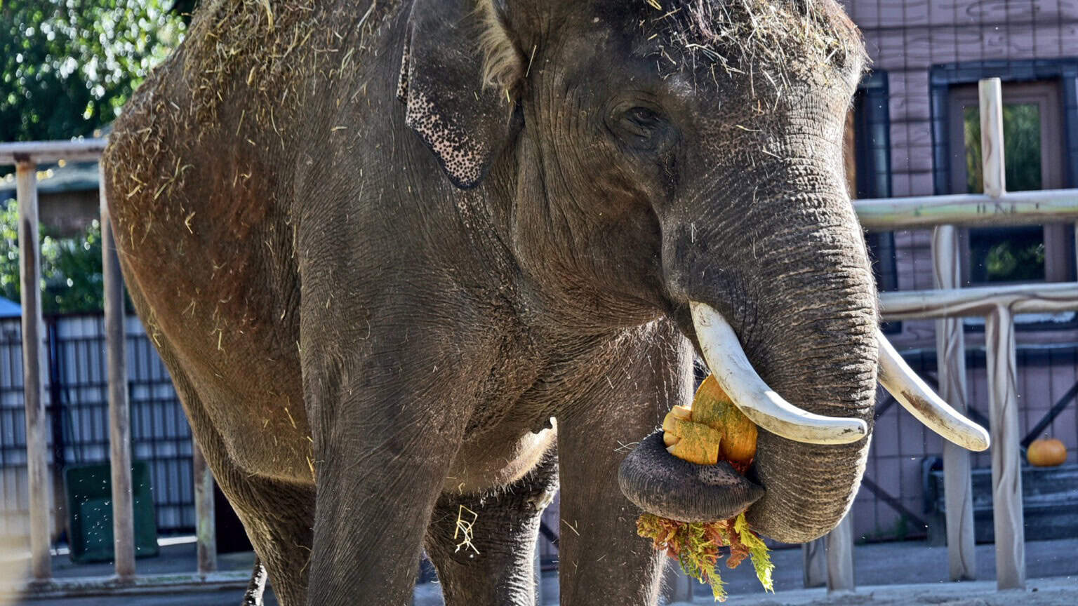Слон їсть гарбузи