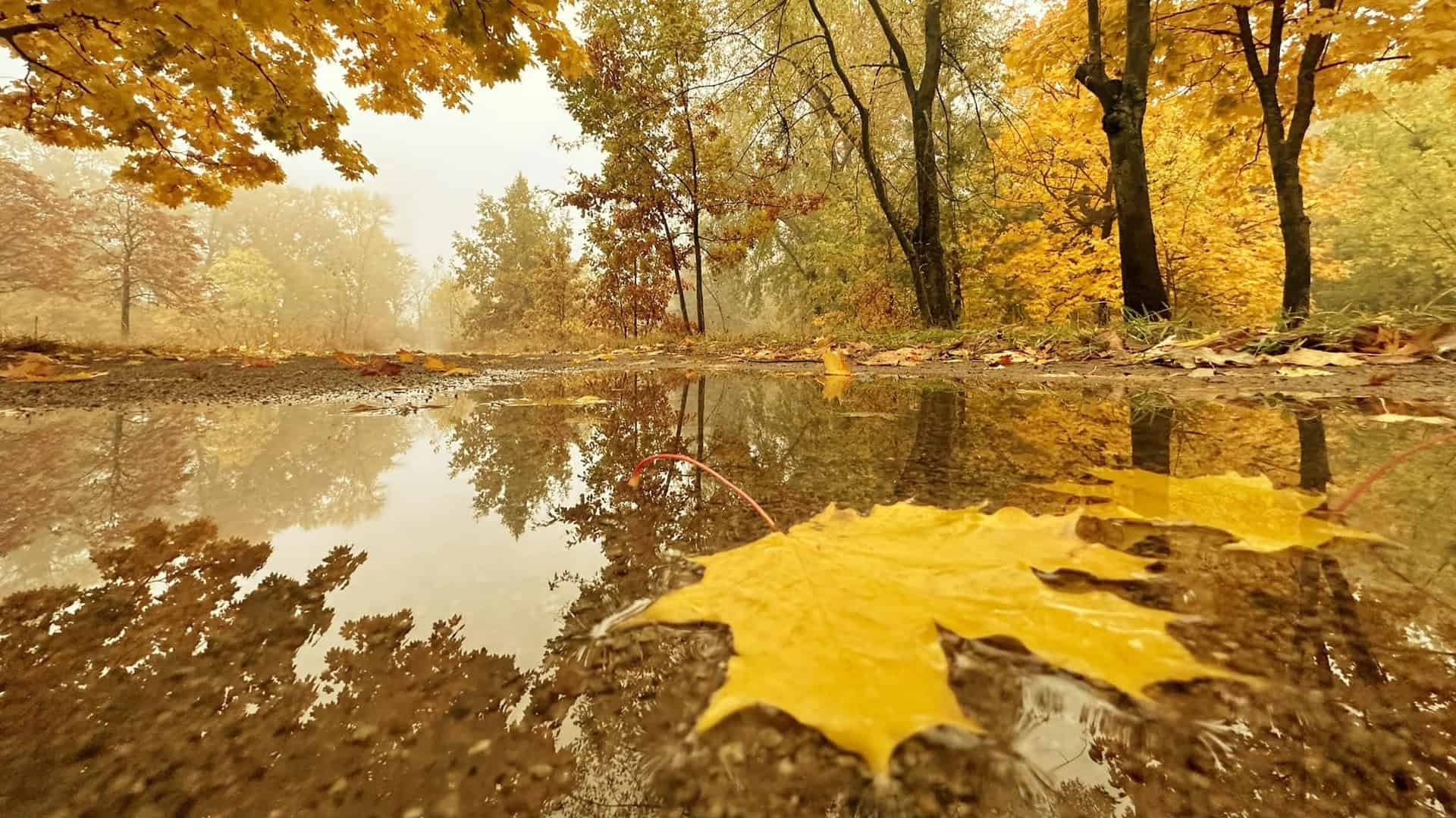 Жовте листя впало в калюжу і де красиво відображаються жовті осінні клени навколо калюжі