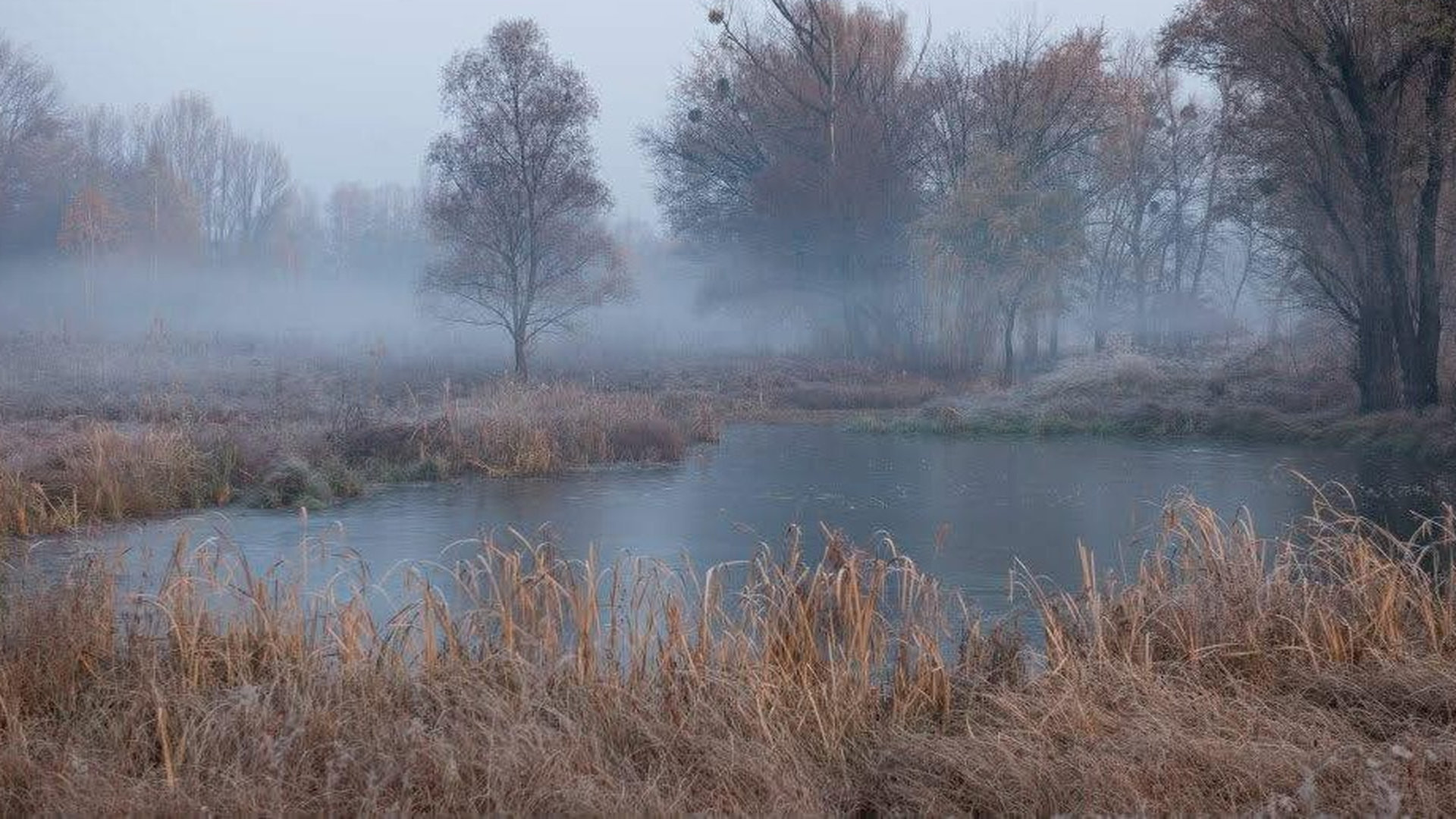 Осінній жовтий ліс і річка