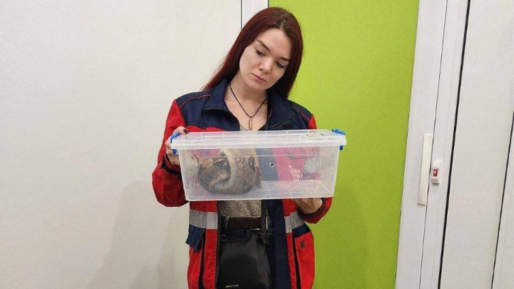 Зоозахисниця в червоній куртці тримає в руках прозору коробку із пітоном