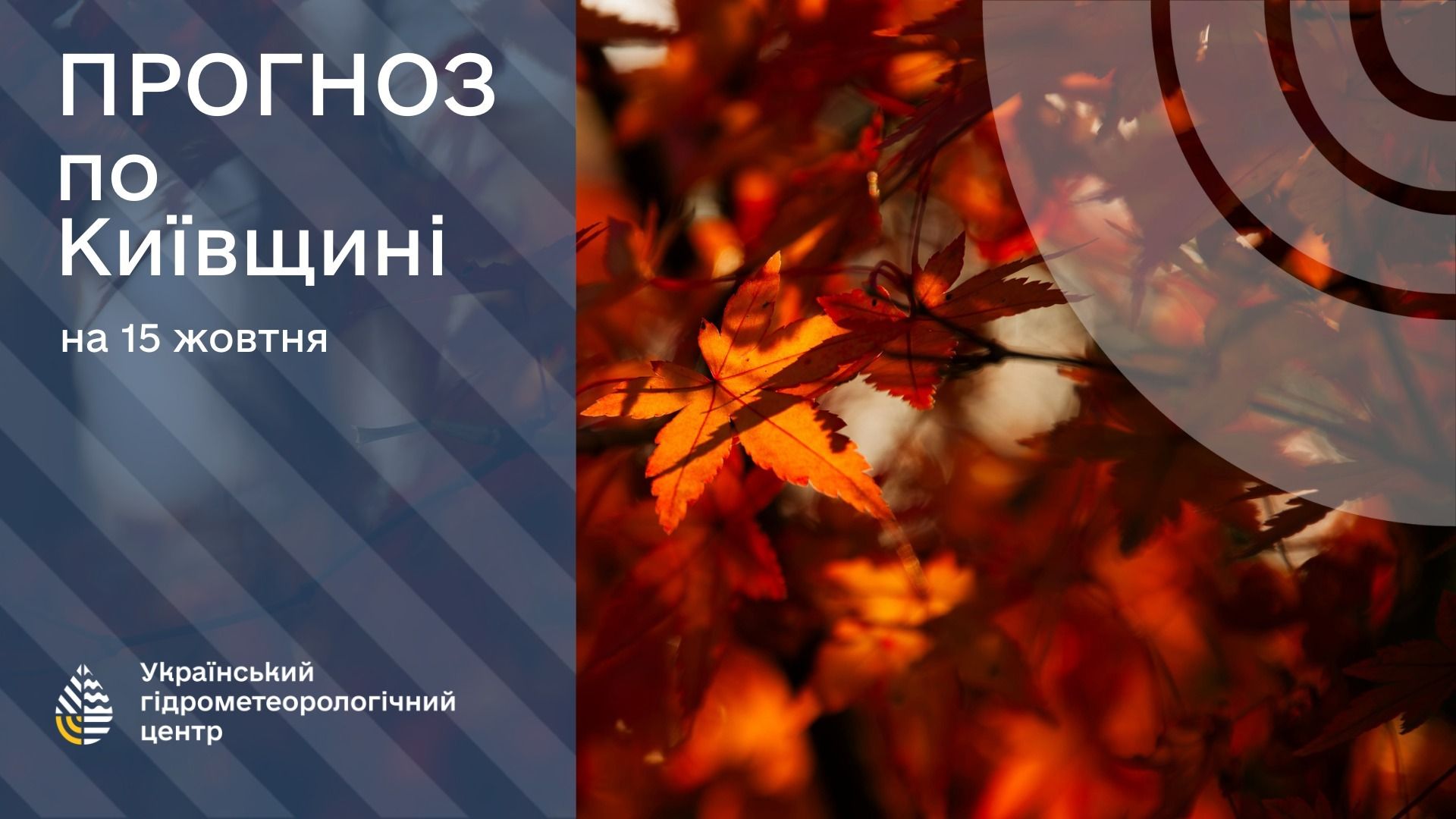 Жовте листя і напис про прогноз погоди на Київщині на 15 жовтня