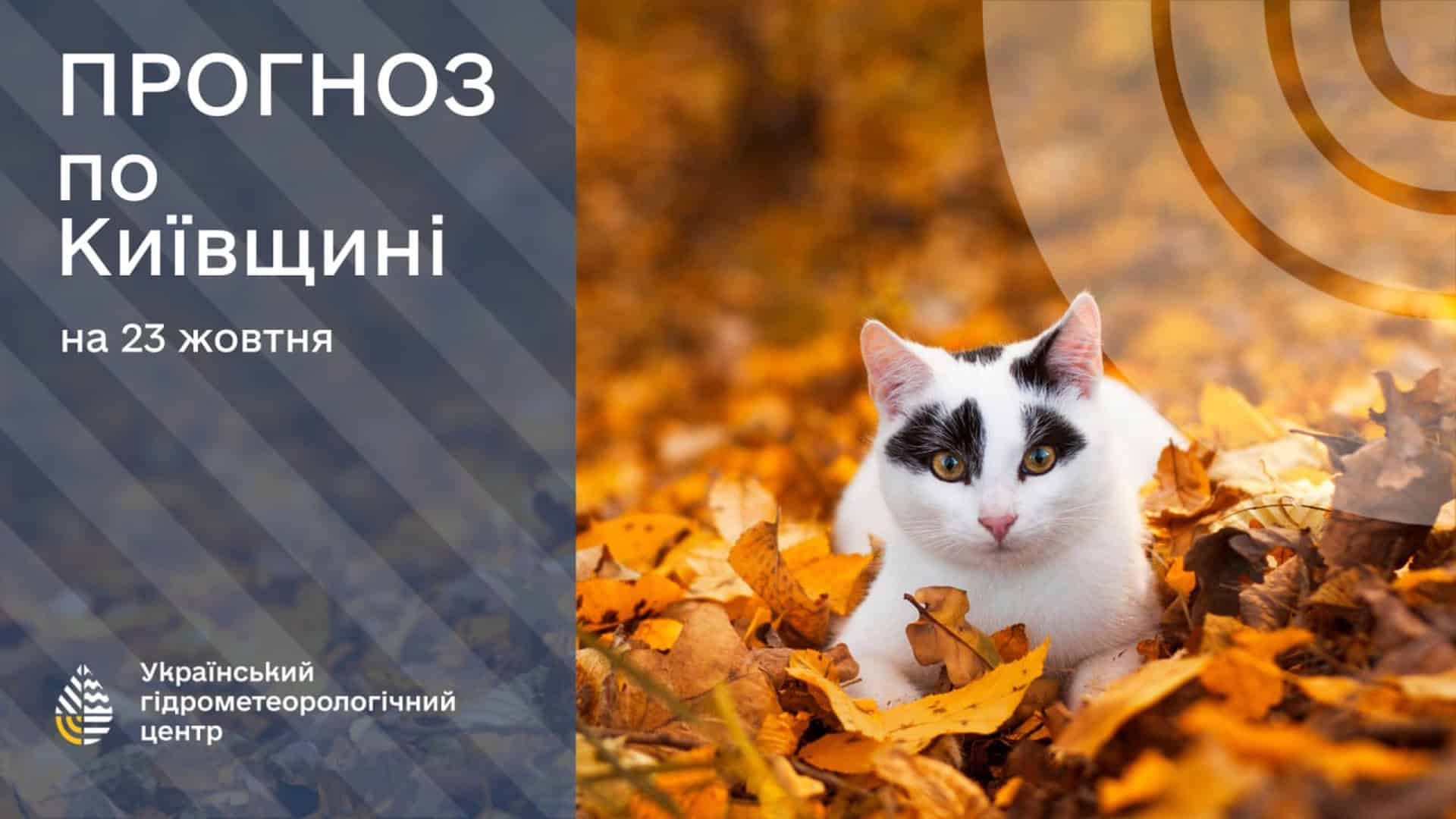 Кіт на тлі осіннього листя та прогноз погоди на Київщині на 23 жовтня