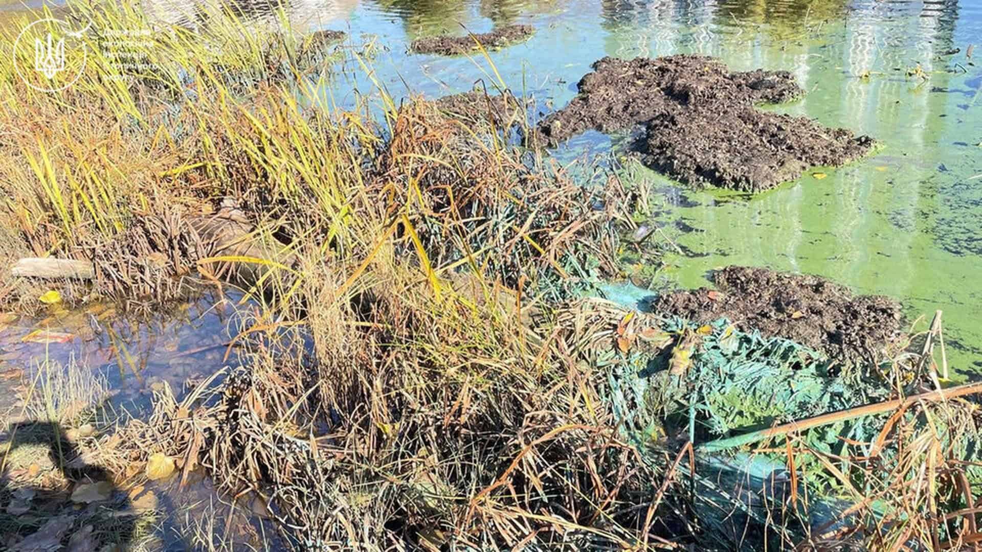 Заросла водойма з зеленою водою та мулом, пожовклі прибережні рослини