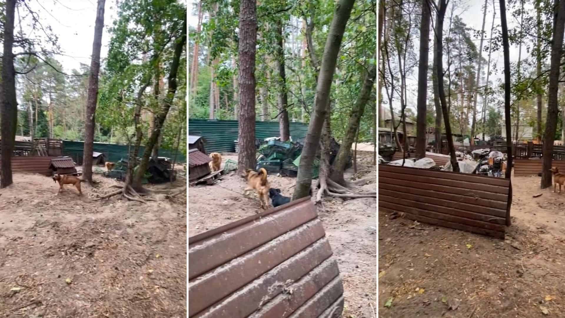 Притулок для собак серед лісу з деревʼяними вольєрами та будками