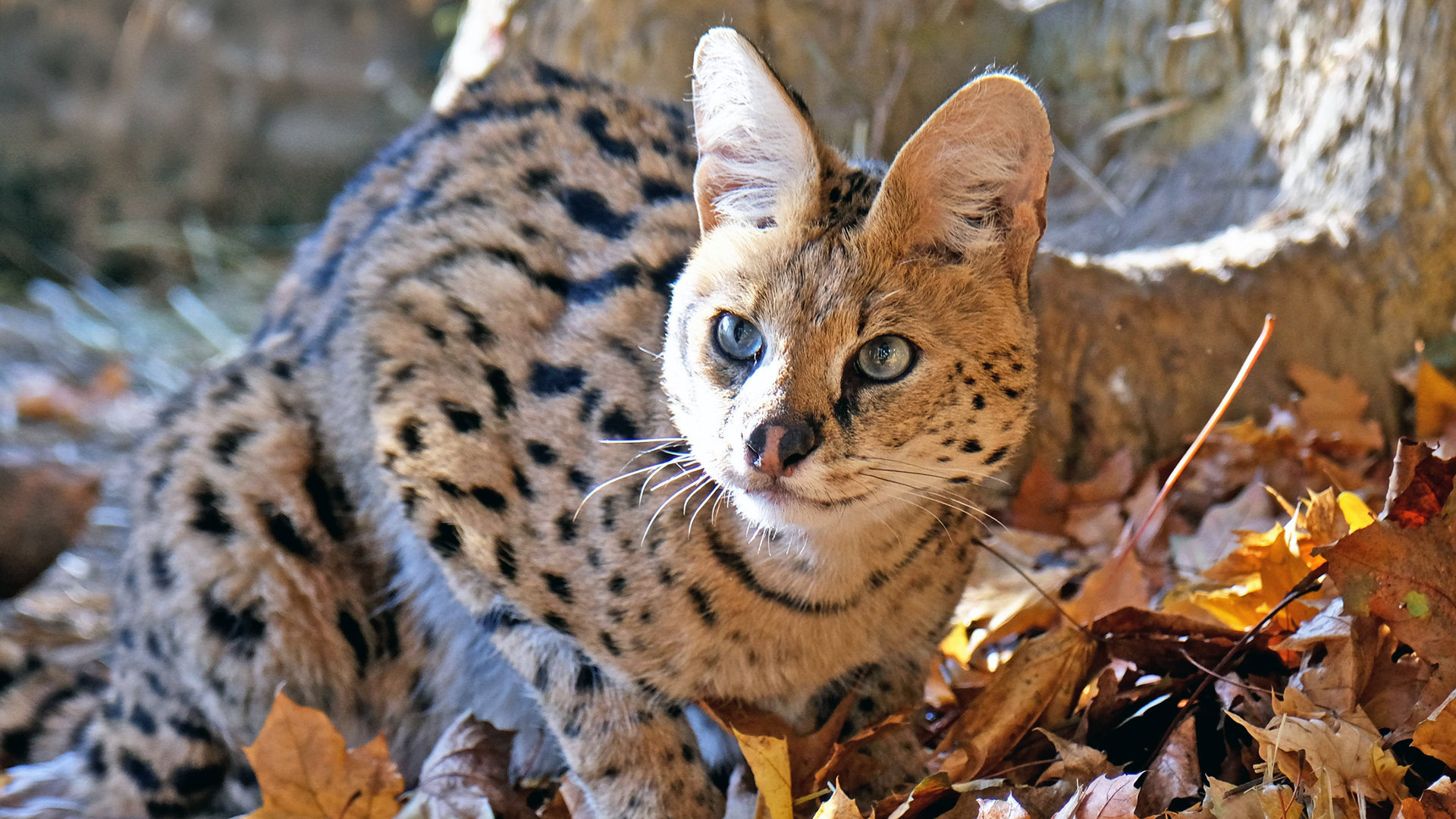 Саванний кіт у КиївЗоо