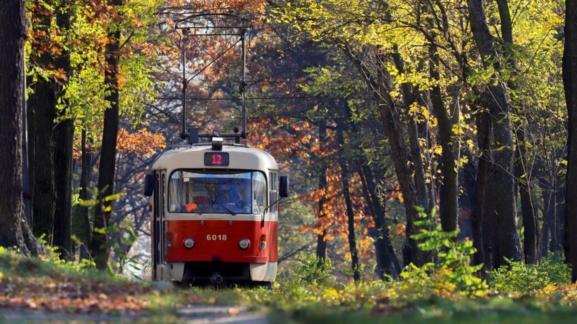 Трамвай маршруту № 12 рухається лісовою трасою в Пущі-Водиці, Київ