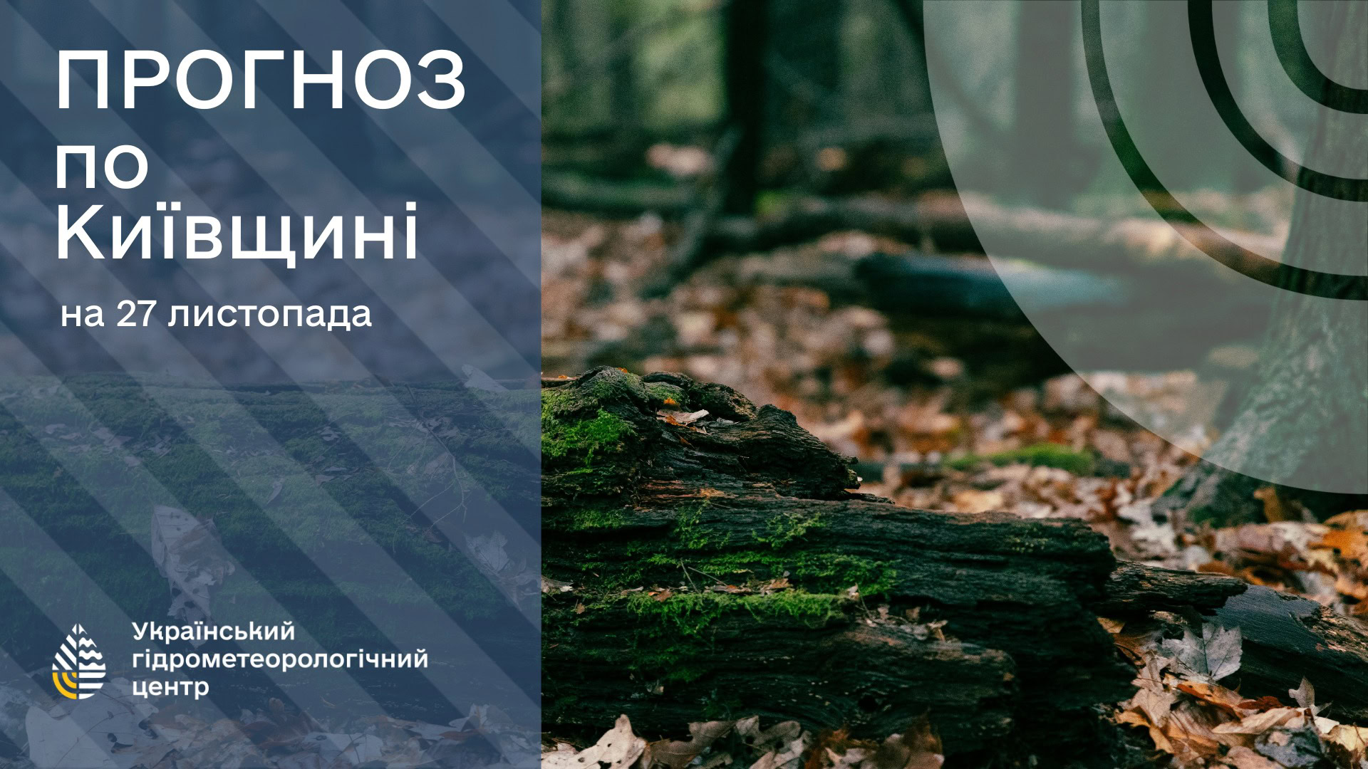 На колажі Укргідрометцентру про прогноз погоди на 27 листопада дерево з мохом у лісі