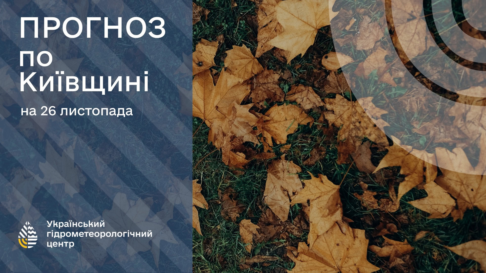 Жовте листя на землі