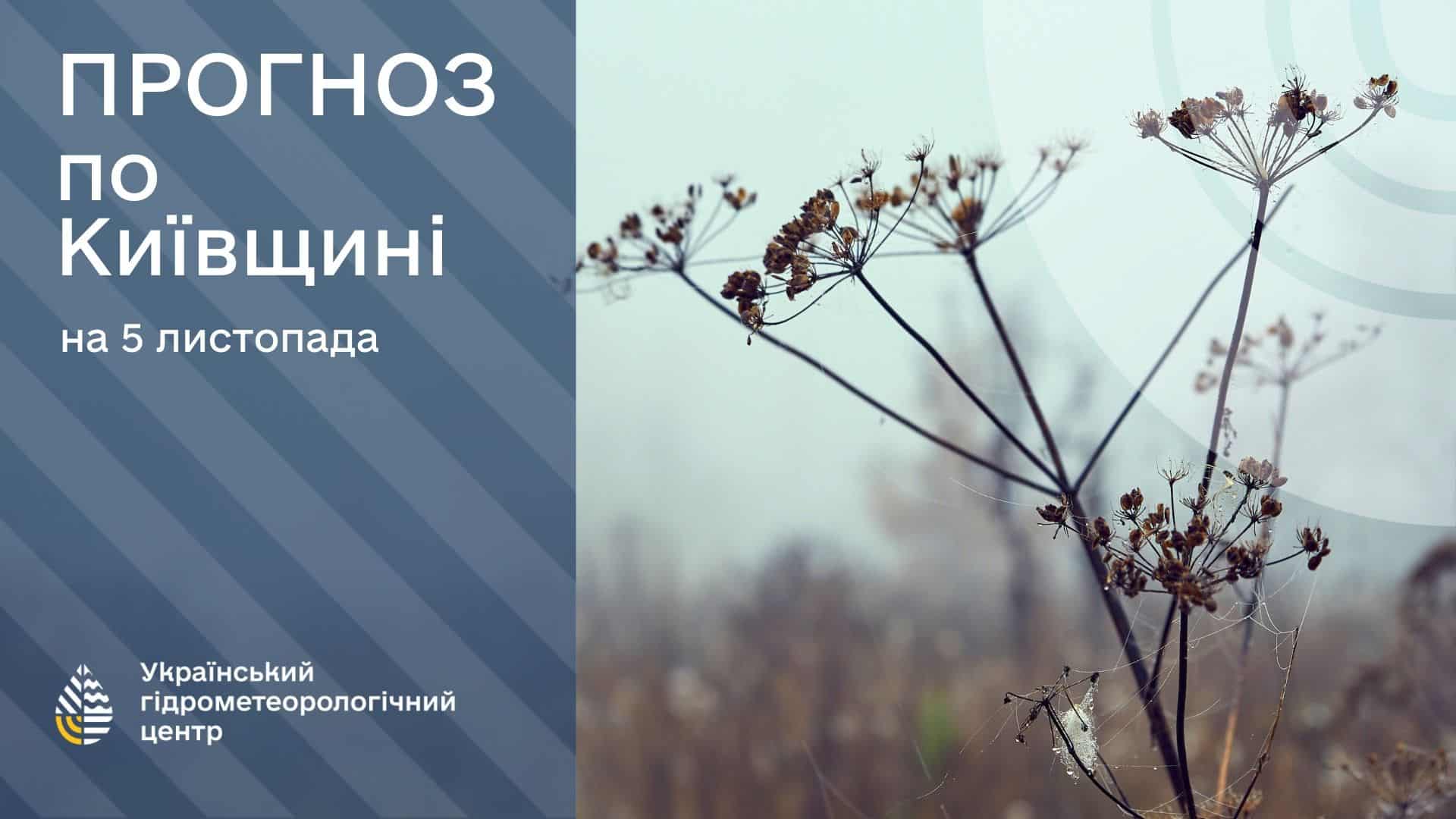 Прогноз погоди на 5 листопада з сухими рослинами на розмитому фоні