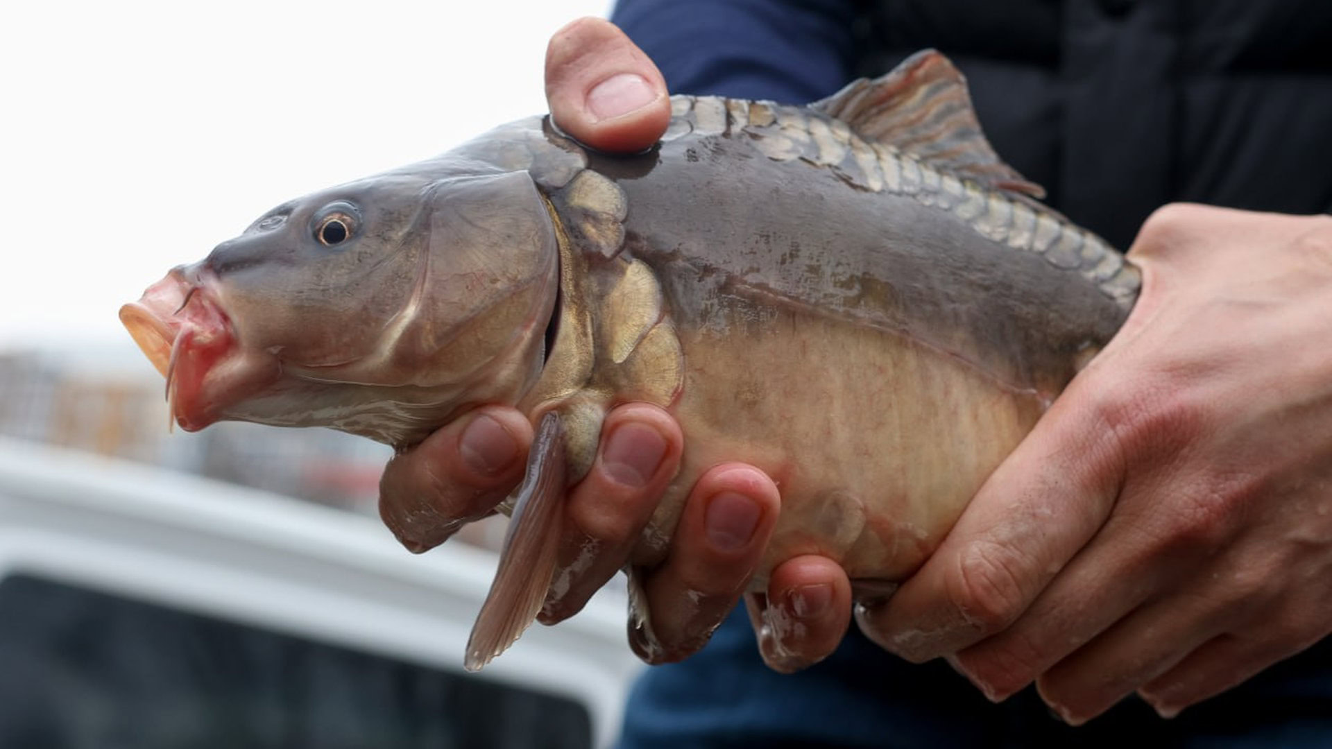 Риба в руках людини
