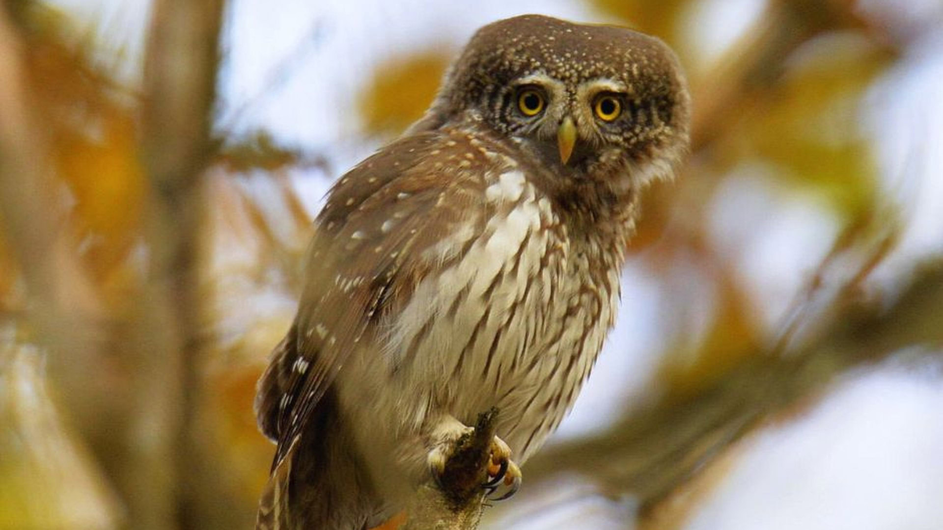 Маленька сова сидить на гілці в осінньому лісі