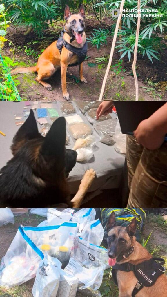 Собаки в роботі - шукають наркотики