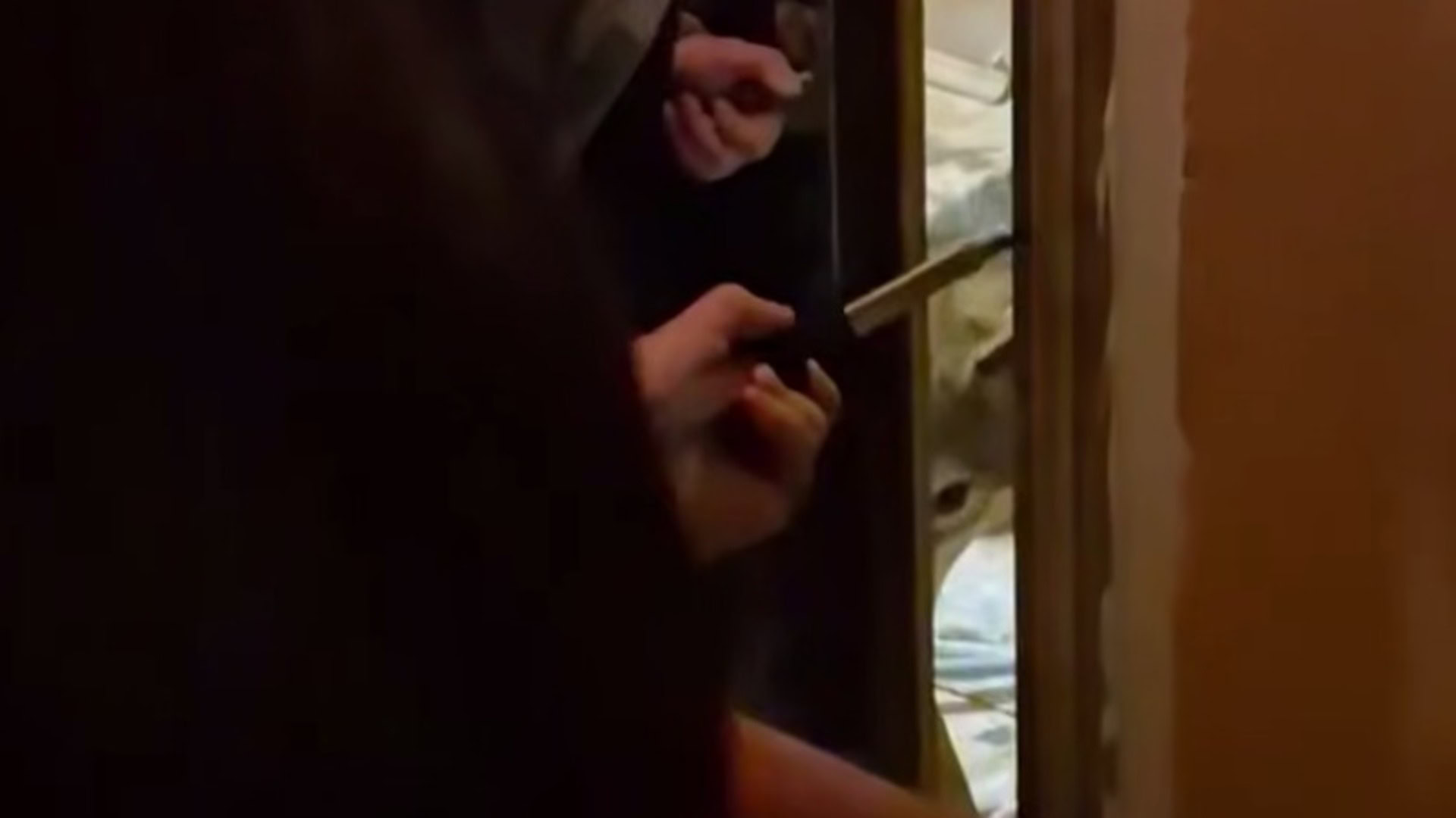 Вовк у квартирі