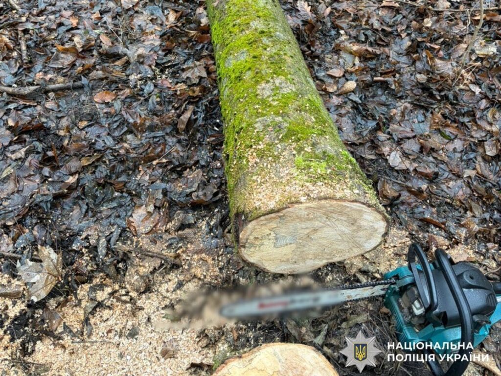 Спиляне дерево