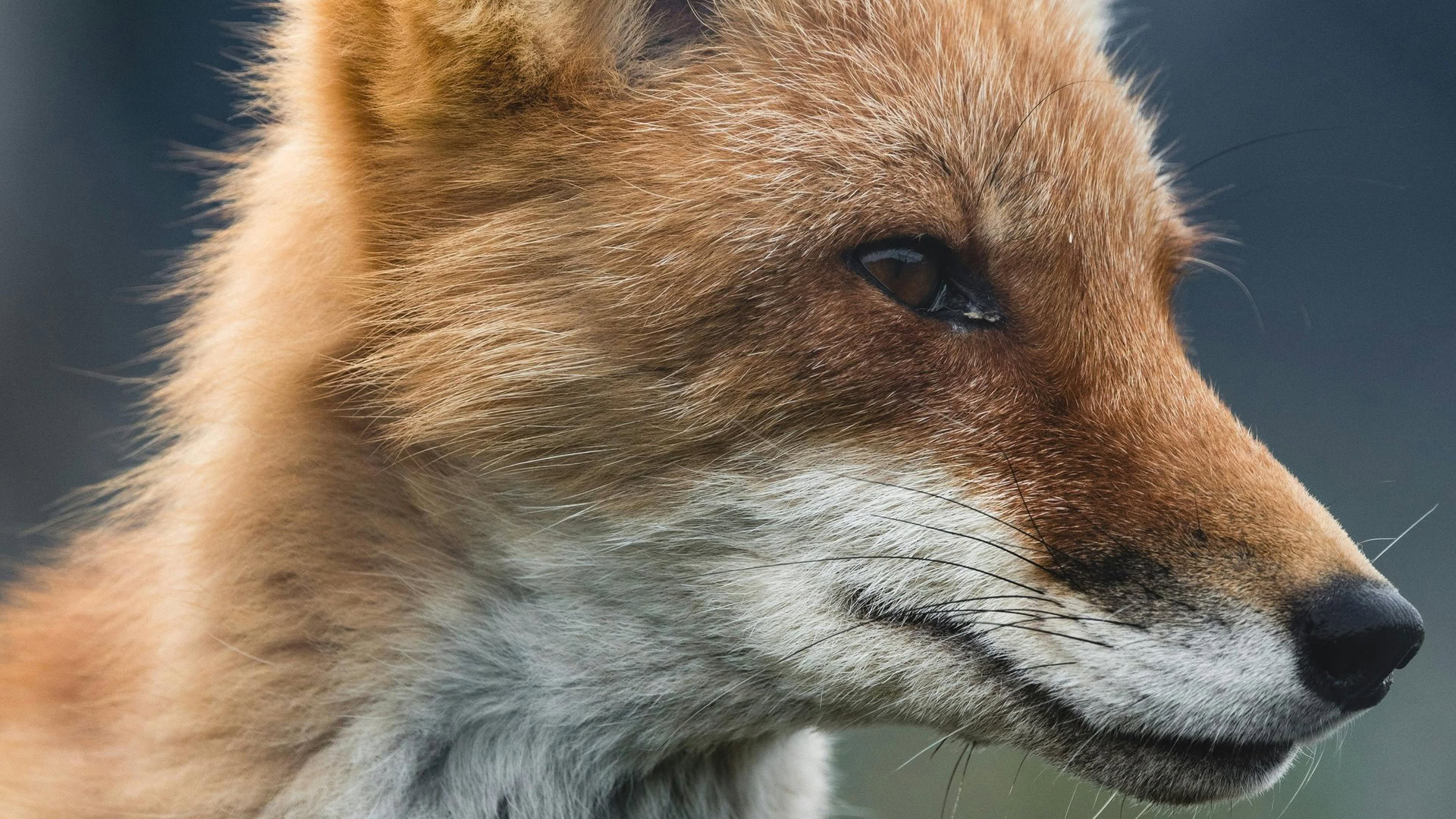 Лис на природі