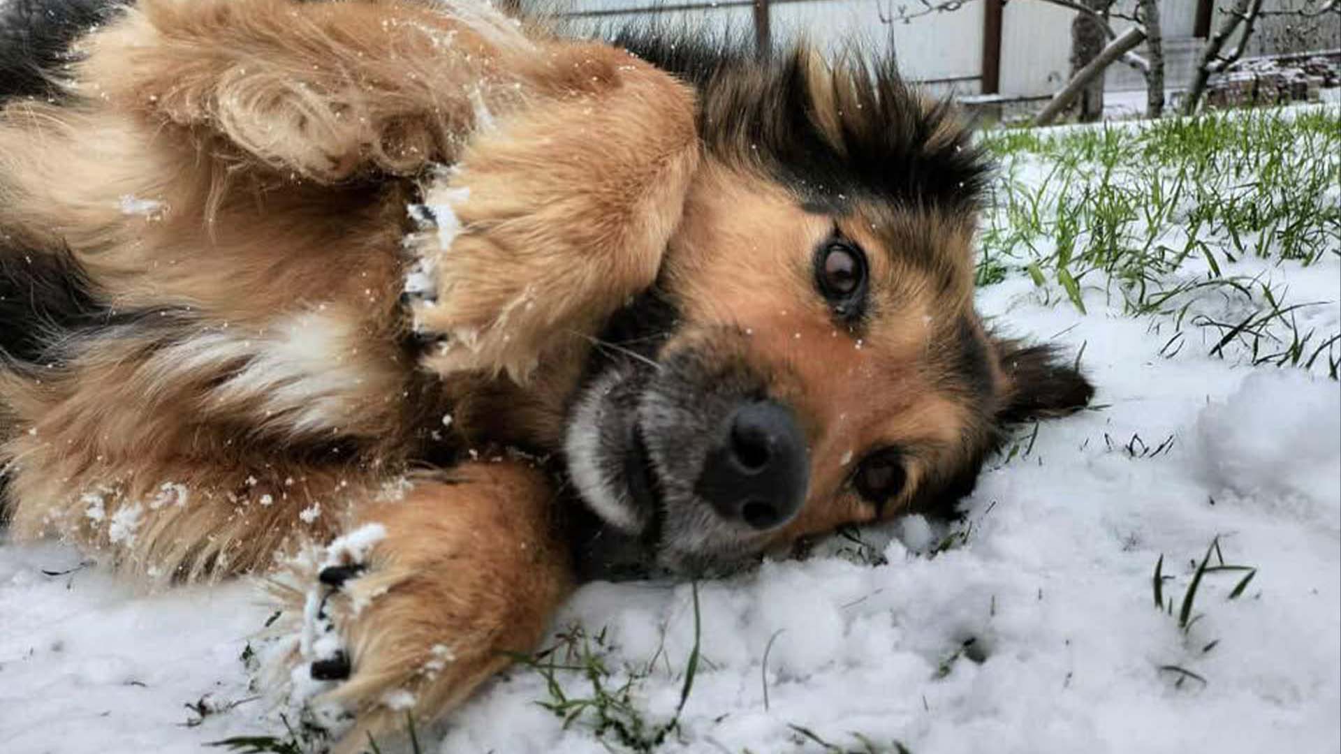 Собака Джессі на снігу