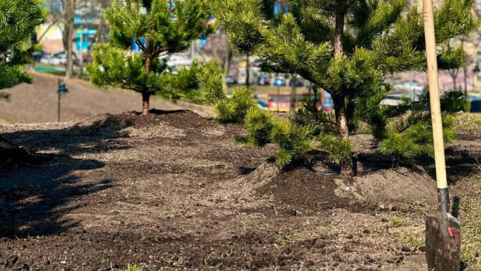 Ялинки на грядці, біля них лопата