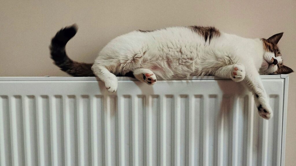 Кіт спить на радіаторі
