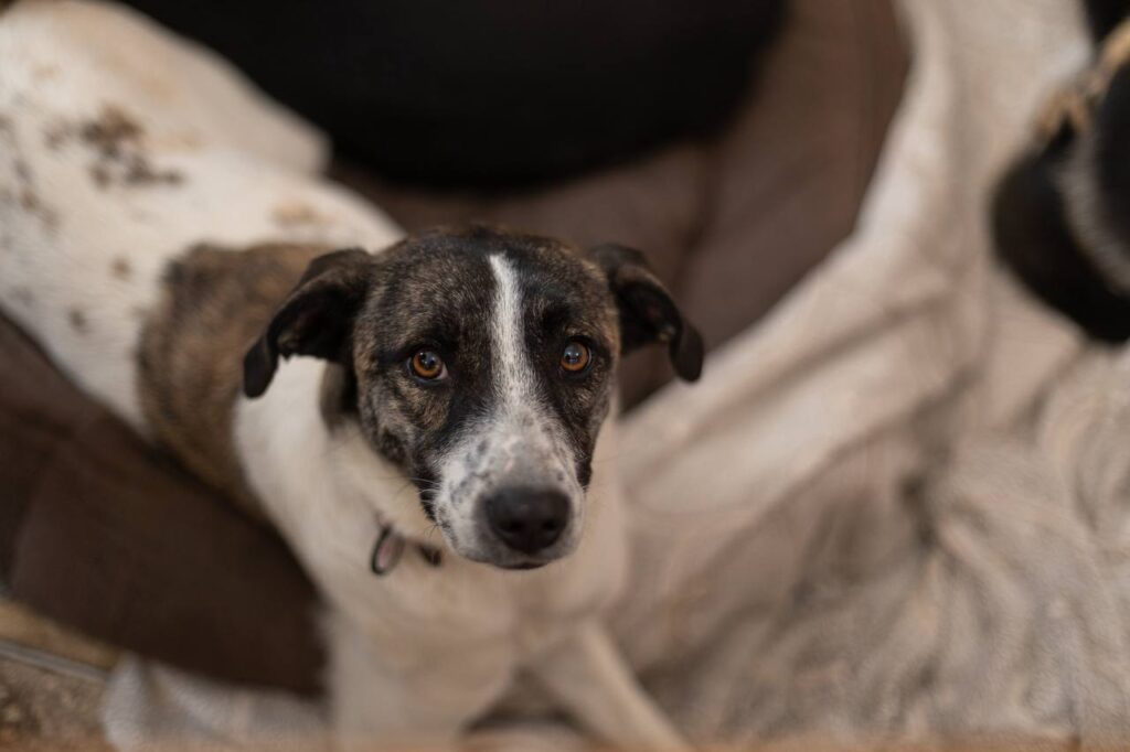 Як взяти собаку чи кота з притулку на ВДНГ 13-14 грудня