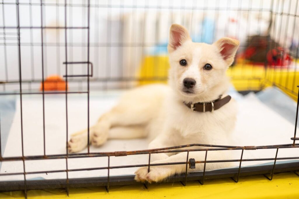 Як взяти собаку чи кота з притулку на ВДНГ 13-14 грудня