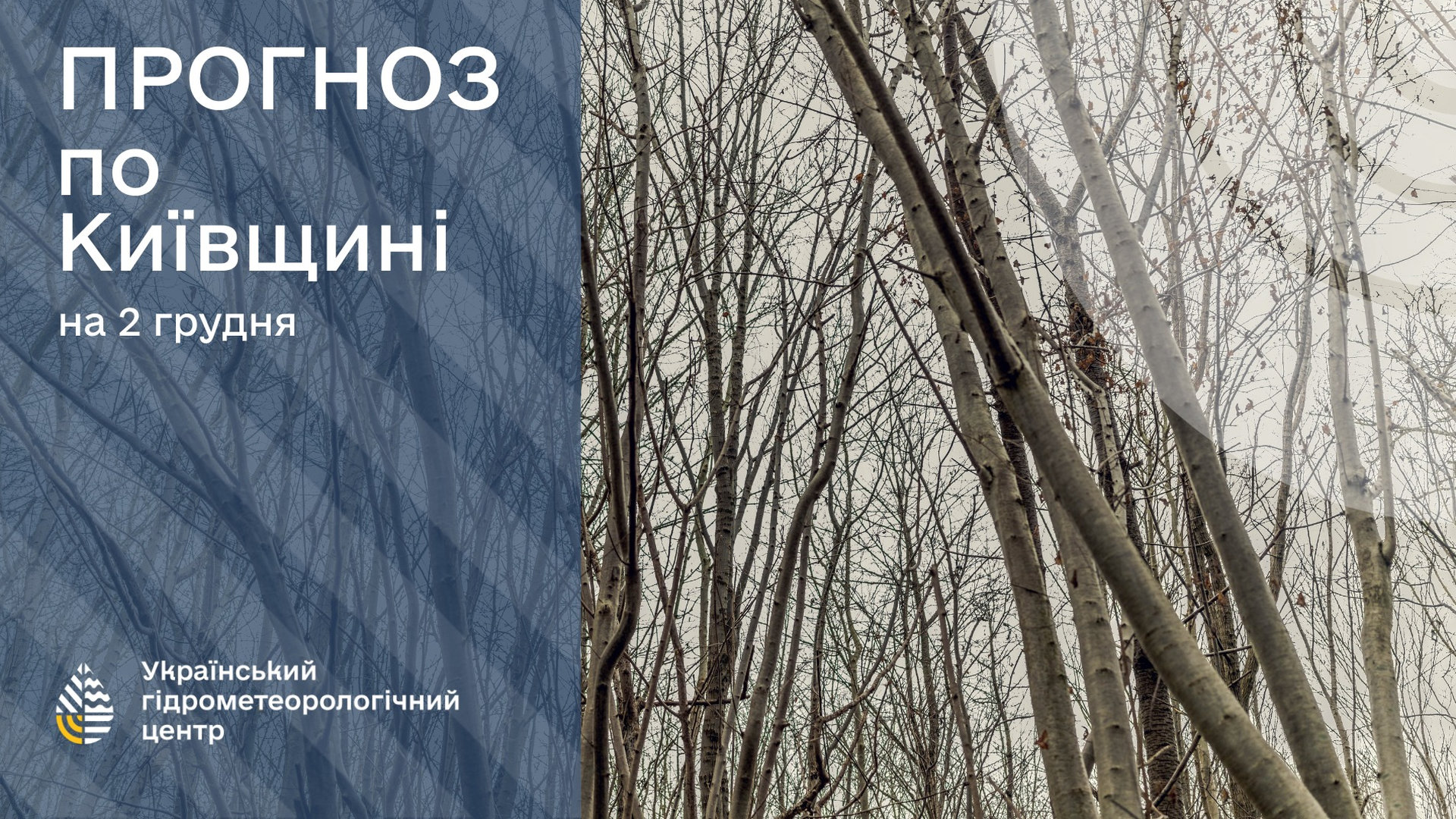В лісі стоять голі дерева